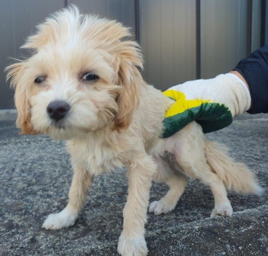 공주시 동물보호센터_444450202500516